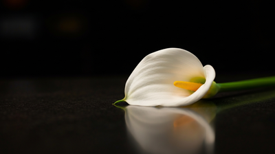 Mortician Salary and What Funeral Careers Pay