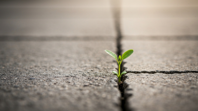 A green sprout growing through a crack in gray concrete